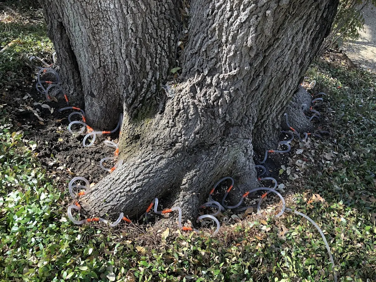 Detailed Tree Cabling and Bracing job site in Deer Grove