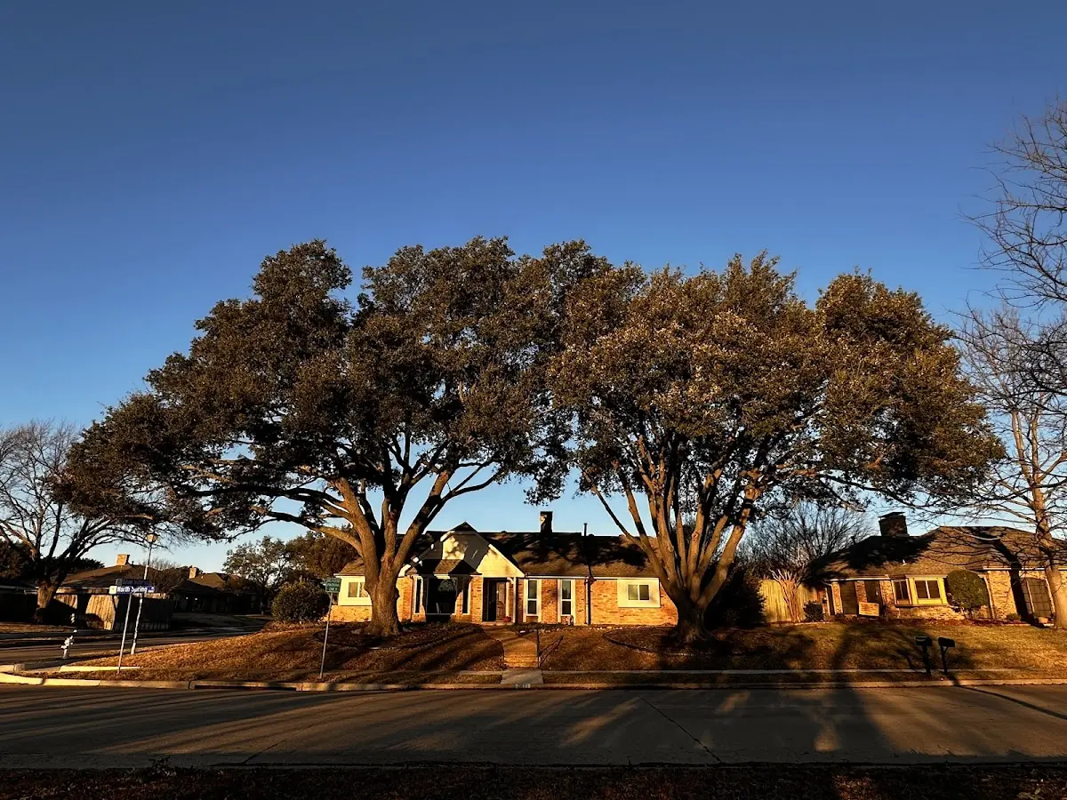 Established residential canopy tree shading a home in Deer Grove